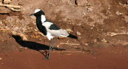 blacksmith plover